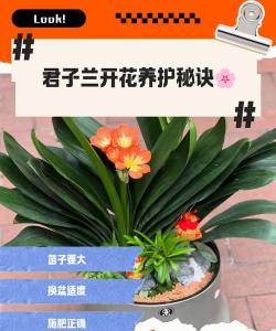 君子兰花卉,养护技巧,新手必看 君子兰花卉,养护技巧,新手必看