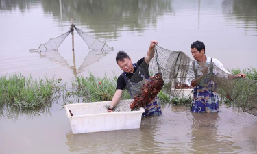 襄阳小龙虾养殖基地,选址关键,技术要点 襄阳小龙虾养殖基地,选址关键,技术要点