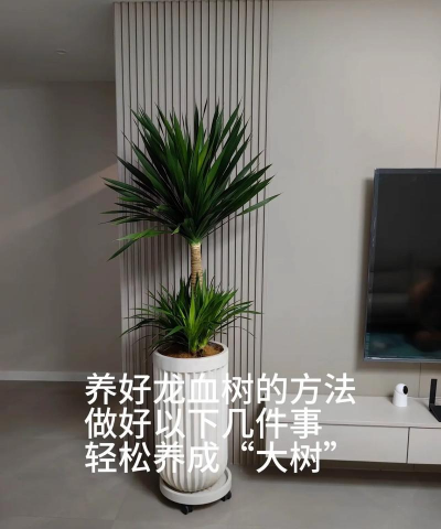 龙树的养殖方法,掌握关键技巧,轻松养出好状态 龙树的养殖方法,掌握关键技巧,轻松养出好状态