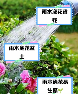 雨水养花,省水省心,还能让花更健康 雨水养花,省水省心,还能让花更健康