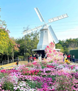 深圳花卉小镇,周末好去处,赏花买花两不误 深圳花卉小镇,周末好去处,赏花买花两不误