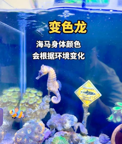 海马有养殖的吗,养殖技术要点,市场前景分析 海马有养殖的吗,养殖技术要点,市场前景分析