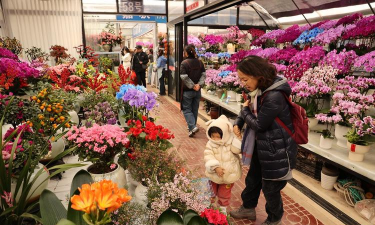 郑东花卉市场,买花好去处,品种多价格优 郑东花卉市场,买花好去处,品种多价格优