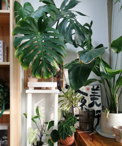 室内养花草,新手入门指南,轻松打造绿色空间 室内养花草,新手入门指南,轻松打造绿色空间