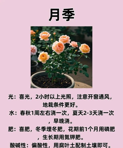 天津养花,气候特点,种植技巧 天津养花,气候特点,种植技巧