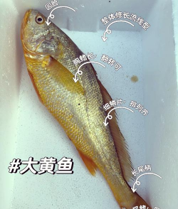 野生黄鱼和养殖黄鱼的区别,口感差异大,选购要看清 野生黄鱼和养殖黄鱼的区别,口感差异大,选购要看清