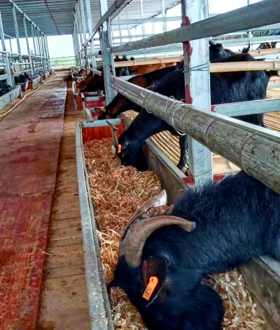 青山羊养殖前景,市场空间大,收益稳定可观 青山羊养殖前景,市场空间大,收益稳定可观
