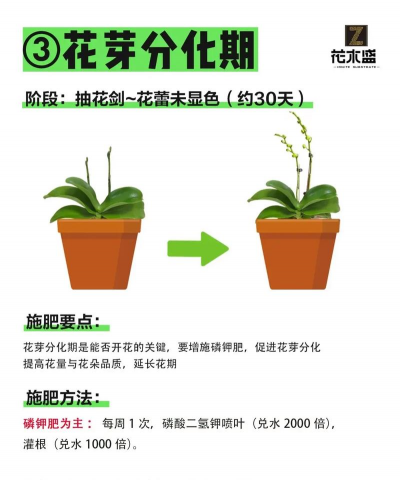花卉叶面肥,喷施技巧,效果提升 花卉叶面肥,喷施技巧,效果提升