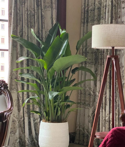 望鹤兰的养殖方法,掌握关键技巧,轻松养出好状态 望鹤兰的养殖方法,掌握关键技巧,轻松养出好状态