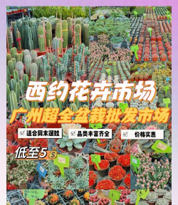 花卉盆栽批发市场,货源选择多,价格更实惠 花卉盆栽批发市场,货源选择多,价格更实惠