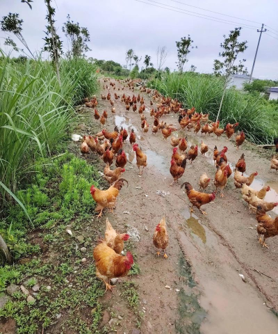 散养土鸡的养殖方法,场地选择关键,日常管理要细心 散养土鸡的养殖方法,场地选择关键,日常管理要细心