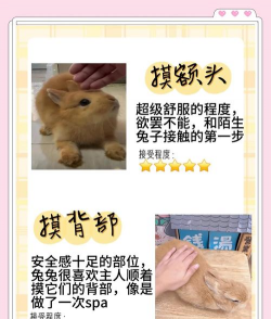 老鼠兔养殖技术,新手入门指南,常见问题解答 老鼠兔养殖技术,新手入门指南,常见问题解答