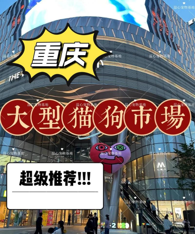 重庆宠物狗养殖基地,挑选靠谱渠道,避开常见陷阱 重庆宠物狗养殖基地,挑选靠谱渠道,避开常见陷阱