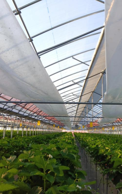 草莓养殖技术大棚,搭建要点,管理技巧 草莓养殖技术大棚,搭建要点,管理技巧