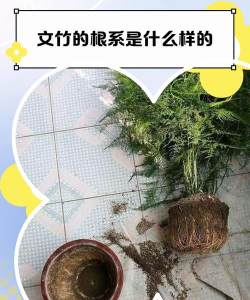 养花盆底,排水透气,根系健康 养花盆底,排水透气,根系健康