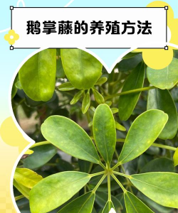 鹅掌藤的养殖方法,轻松上手,四季常绿 鹅掌藤的养殖方法,轻松上手,四季常绿
