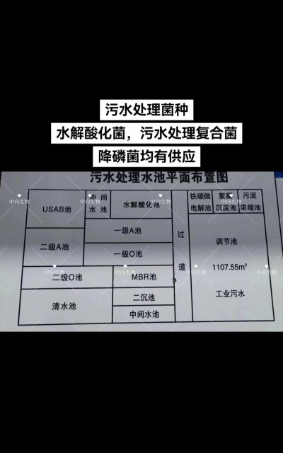 养殖污水处理菌种,净化水质,提升养殖效益 养殖污水处理菌种,净化水质,提升养殖效益