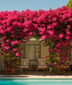 藤类花卉,美化庭院,打造垂直花园 藤类花卉,美化庭院,打造垂直花园