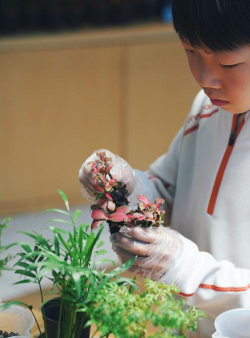 模仿养花,轻松上手,享受种植乐趣 模仿养花,轻松上手,享受种植乐趣