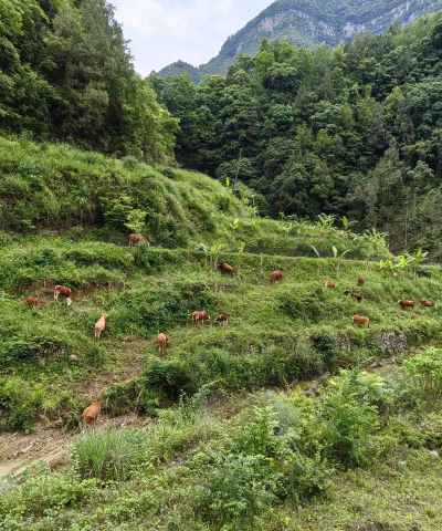 畜禽养殖污染防治规划,减少环境污染,实现绿色养殖 畜禽养殖污染防治规划,减少环境污染,实现绿色养殖