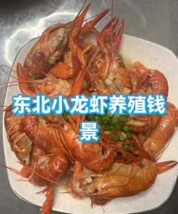 苏北龙虾养殖基地,选址要点,技术关键 苏北龙虾养殖基地,选址要点,技术关键