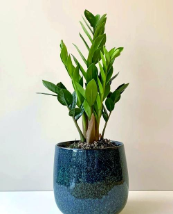 雪铁芋的养殖方法,轻松上手,养出健康绿植 雪铁芋的养殖方法,轻松上手,养出健康绿植