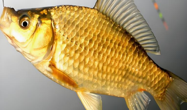 黄金鲫鱼养殖技术,掌握关键要点,提升养殖效益 黄金鲫鱼养殖技术,掌握关键要点,提升养殖效益