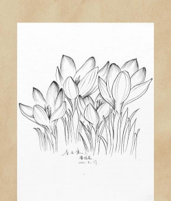 铅笔画花卉,入门技巧分享,轻松画出美丽花朵 铅笔画花卉,入门技巧分享,轻松画出美丽花朵