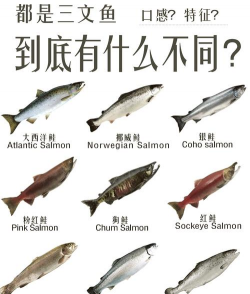 三文鱼可以淡水养殖吗,养殖条件分析,技术要点说明 三文鱼可以淡水养殖吗,养殖条件分析,技术要点说明