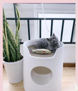 猫砂养花,废物利用,省钱又环保 猫砂养花,废物利用,省钱又环保