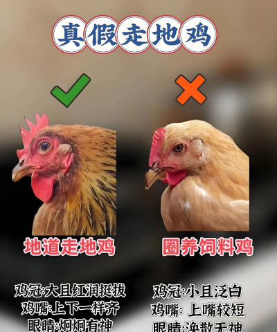 农村搞什么养殖最好,选择方向多,关键看条件 农村搞什么养殖最好,选择方向多,关键看条件