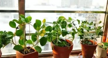 窗台外养花,空间利用技巧,新手入门指南 窗台外养花,空间利用技巧,新手入门指南