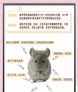 养殖龙猫赚钱吗,市场前景如何,投入产出比分析 养殖龙猫赚钱吗,市场前景如何,投入产出比分析