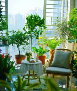 外窗台养花,空间利用,美化环境 外窗台养花,空间利用,美化环境