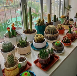 生物球养花,新手也能轻松上手,养出漂亮盆栽 生物球养花,新手也能轻松上手,养出漂亮盆栽