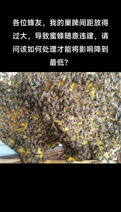 意大利蜜蜂养殖技术,掌握关键方法,提升养殖效益 意大利蜜蜂养殖技术,掌握关键方法,提升养殖效益