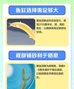 泥鳅养殖成本及利润,投入产出分析,新手必看指南 泥鳅养殖成本及利润,投入产出分析,新手必看指南