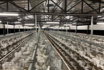 笼养肉鸽养殖技术,提高养殖效益,掌握关键要点 笼养肉鸽养殖技术,提高养殖效益,掌握关键要点