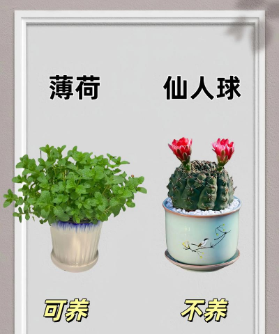 火命的人适合养花吗,了解五行相生,选择合适植物 火命的人适合养花吗,了解五行相生,选择合适植物