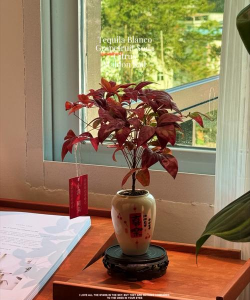 雷童的养殖方法,轻松上手,新手也能养好 雷童的养殖方法,轻松上手,新手也能养好