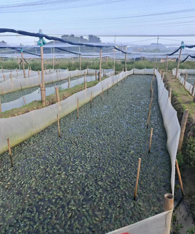 牛蛙的养殖方法和技术,掌握关键步骤,实现高效养殖 牛蛙的养殖方法和技术,掌握关键步骤,实现高效养殖