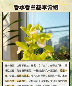 浓香花卉,选择技巧,养护要点 浓香花卉,选择技巧,养护要点