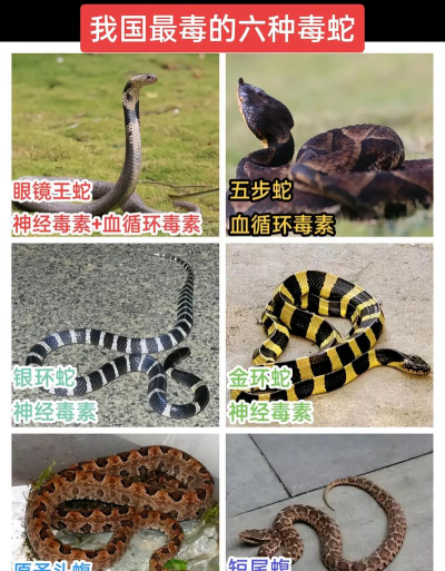 五步蛇的养殖技术,掌握关键要点,实现安全高效 五步蛇的养殖技术,掌握关键要点,实现安全高效