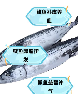 鲅鱼能人工养殖吗,养殖技术要点,市场前景分析 鲅鱼能人工养殖吗,养殖技术要点,市场前景分析