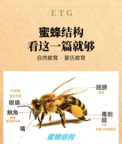 蜜蜂养殖要注意哪些,新手入门指南,常见问题解答 蜜蜂养殖要注意哪些,新手入门指南,常见问题解答