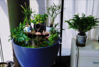 缸养花,新手入门,轻松上手 缸养花,新手入门,轻松上手