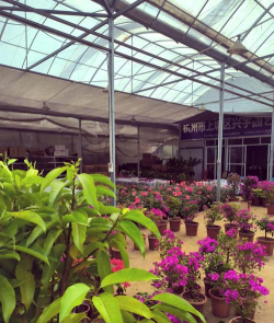 杭州花卉市场,品种丰富多样,价格实惠透明 杭州花卉市场,品种丰富多样,价格实惠透明