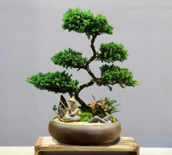 缸养花,新手入门,轻松上手 缸养花,新手入门,轻松上手