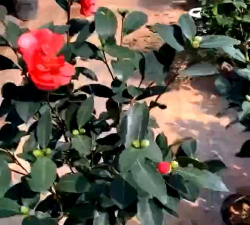 南通花卉,选购指南,养护要点 南通花卉,选购指南,养护要点