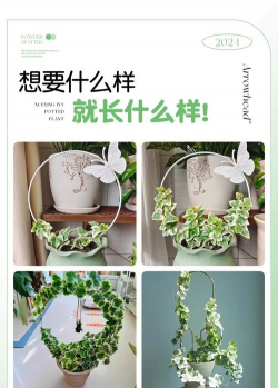 代养花藤,省心省力,轻松享受绿意生活 代养花藤,省心省力,轻松享受绿意生活